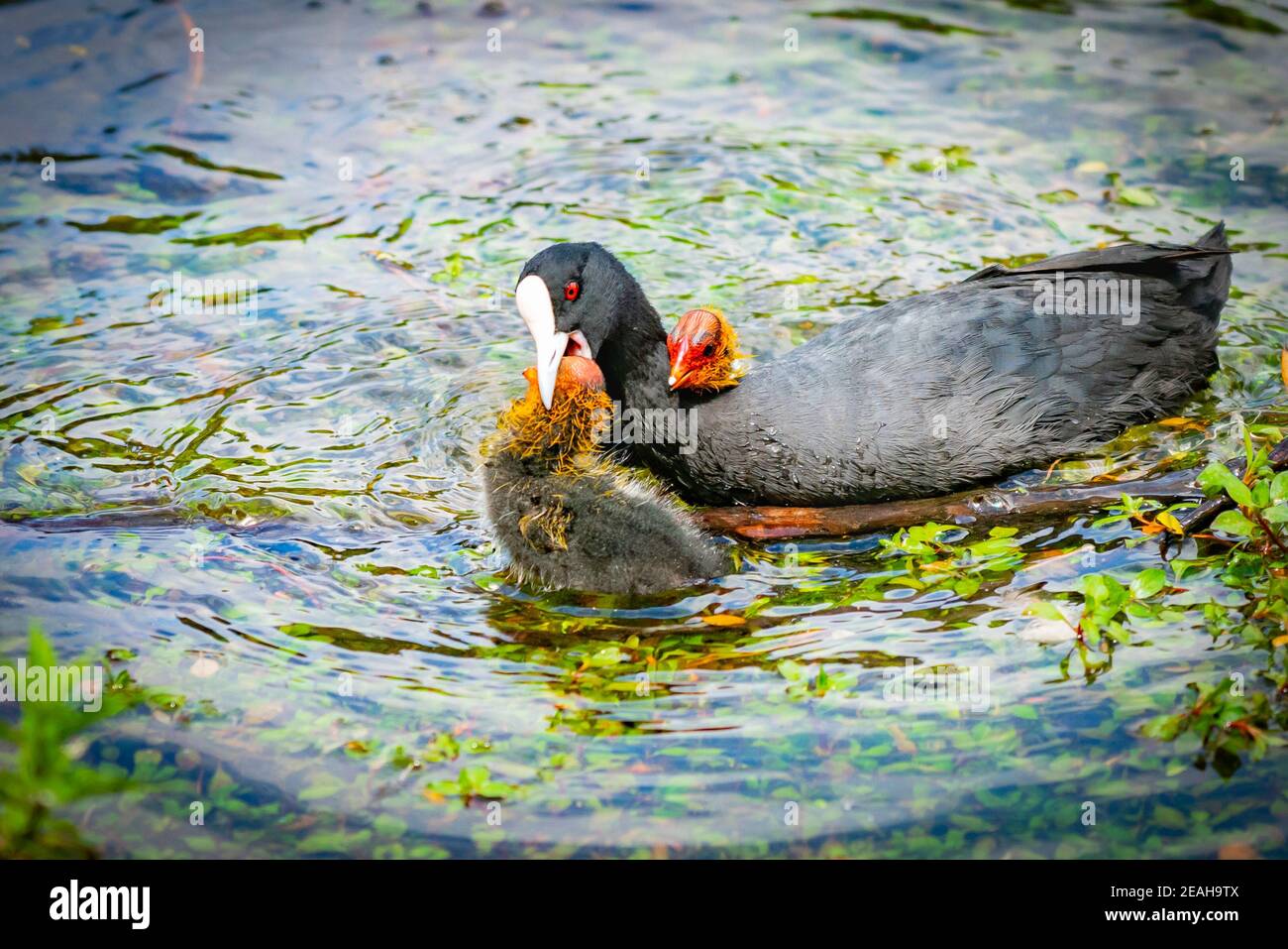 Australian coot and chick in water with parent playing together with parent holding one chicks head in beak. Stock Photo