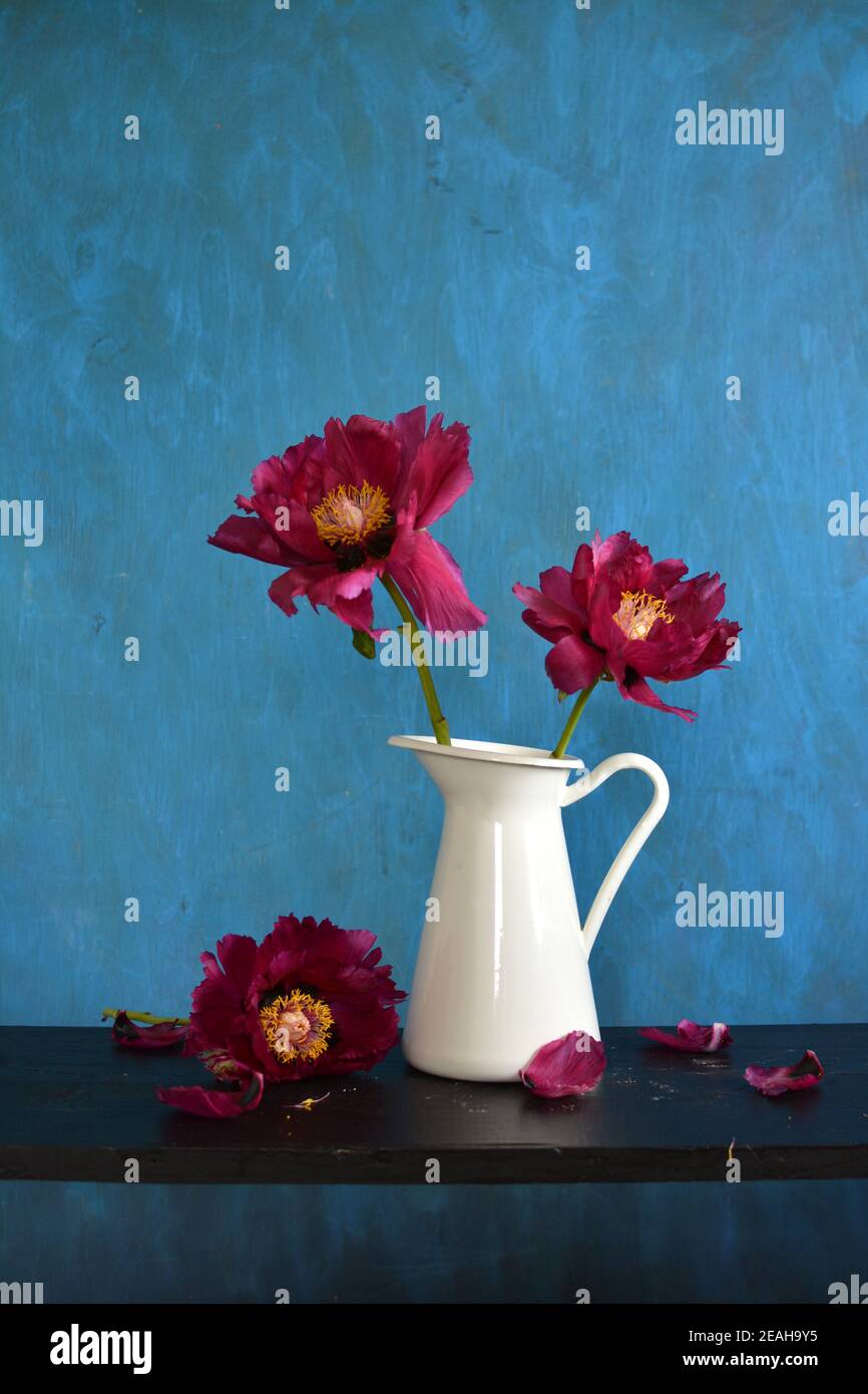 Beautiful red peony flowers in white pitcher Stock Photo