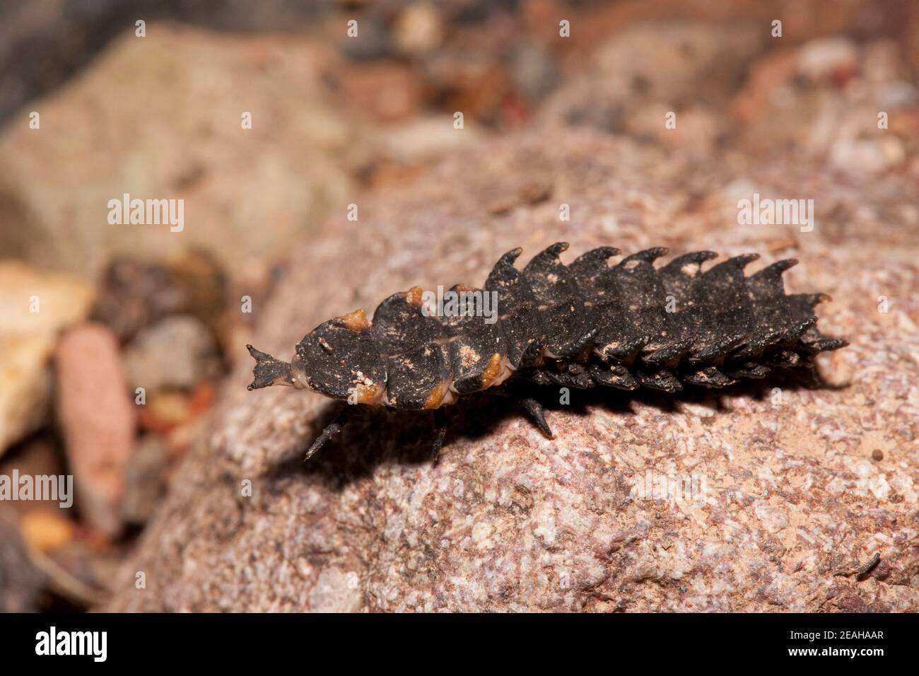 Net-winged Beetle larva, Lycus sanguineus, Lycidae. Length 20 mm. Stock Photo