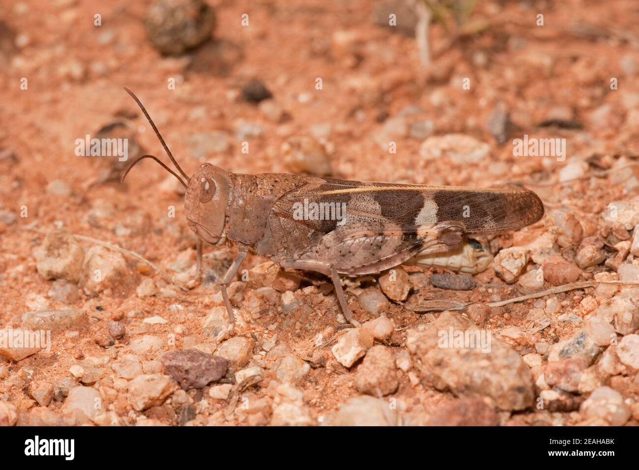 Wheeler's Blue-winged Grasshopper male, Leprus wheeleri, Acrididae. Hind tibia and hindwing blue. Stock Photo