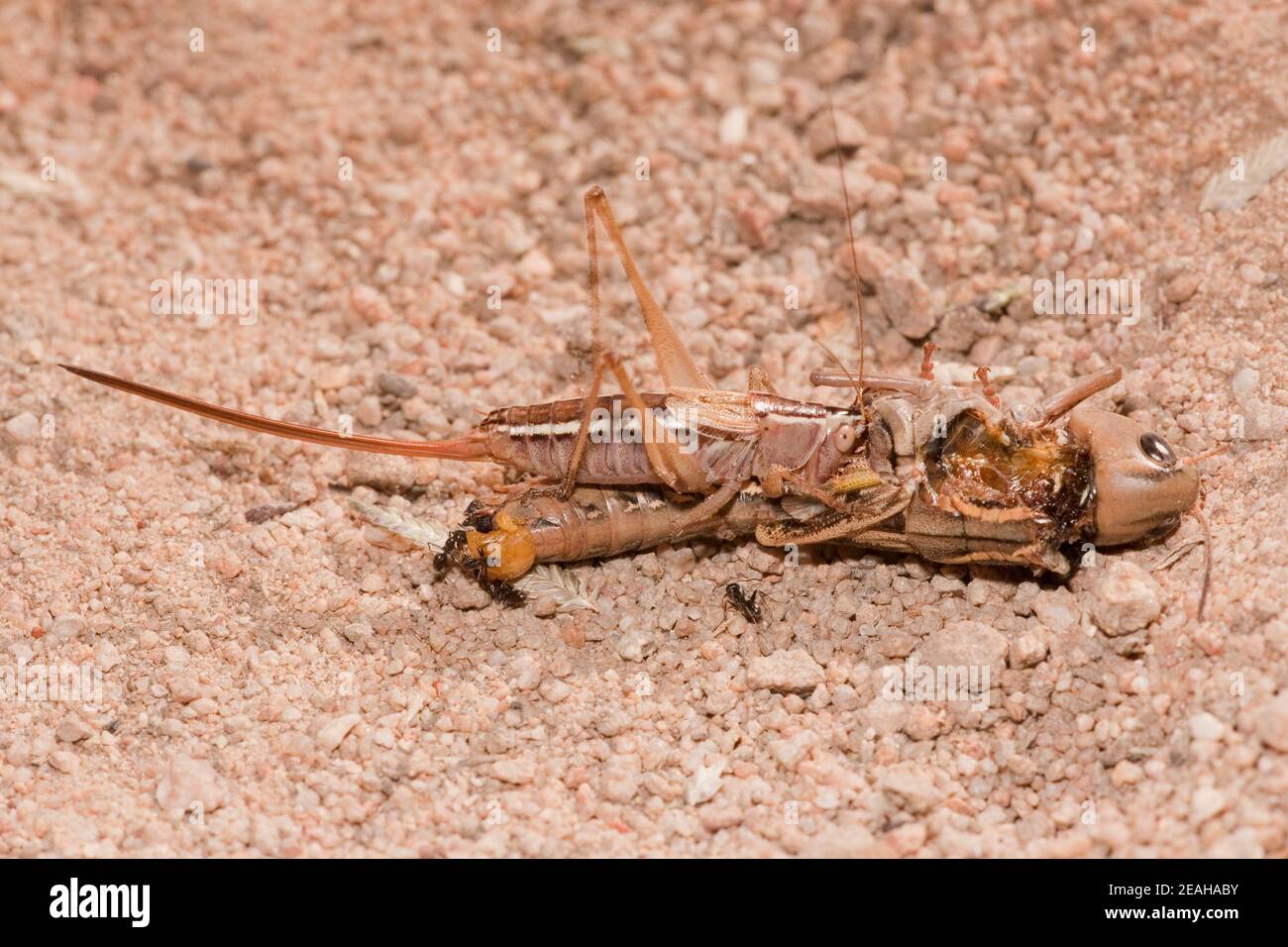 Straight-lanced Meadow Katydid female, Conocephalus strictus, Tettigoniidae. Feeding on dead grasshopper. Stock Photo