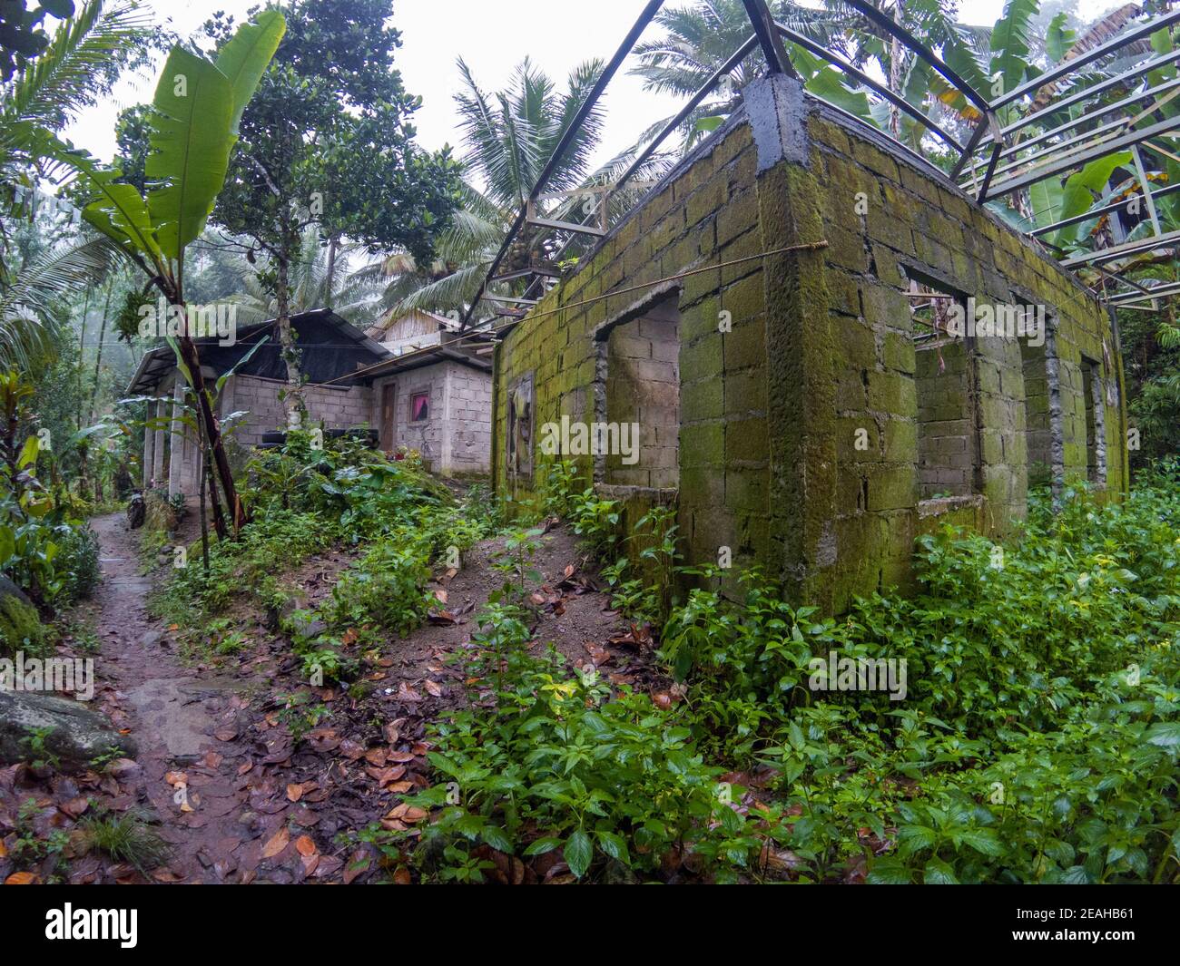 Green mossy abandoned house in tropical jungle. Asian forest travel fisheye photo. Wild jungle hiking travel. Rain season natural landscape. Natural d Stock Photo