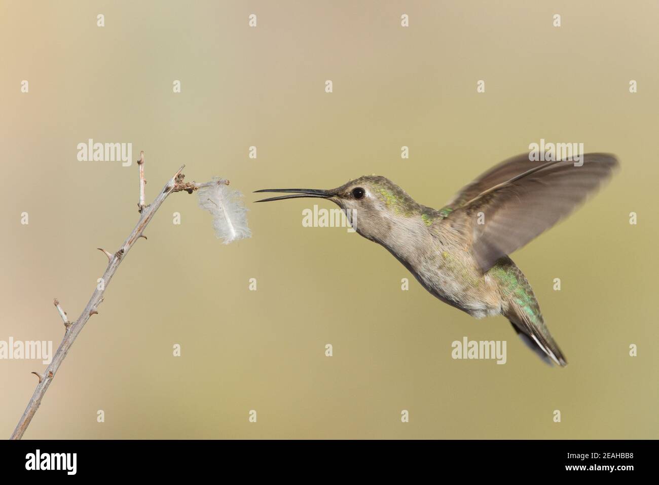Costa's Hummingbird female, Calypte costae, getting feather for nest. Stock Photo
