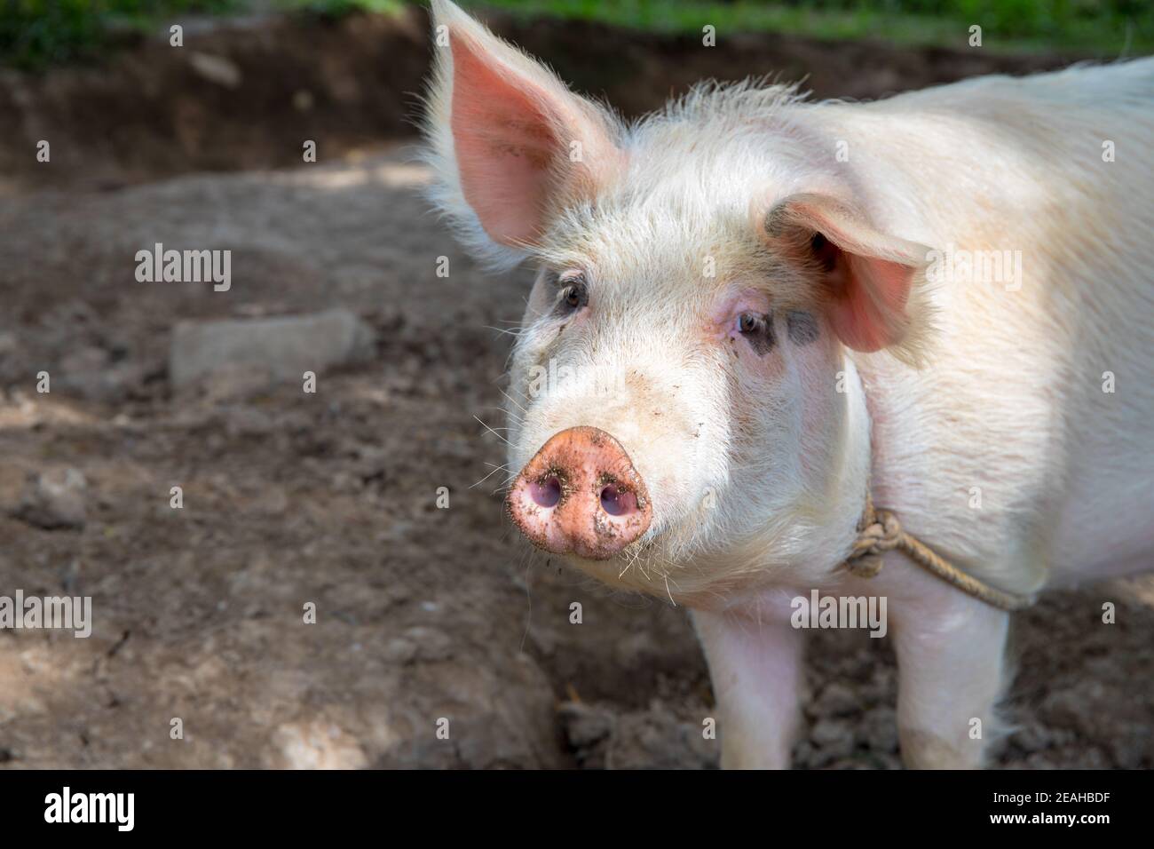White pig on outdoor pasture of farm. Ethical animal farming. Outdoor pasture for a piglet. Pink piglet closeup with soft eat and snout. Pig as farm a Stock Photo