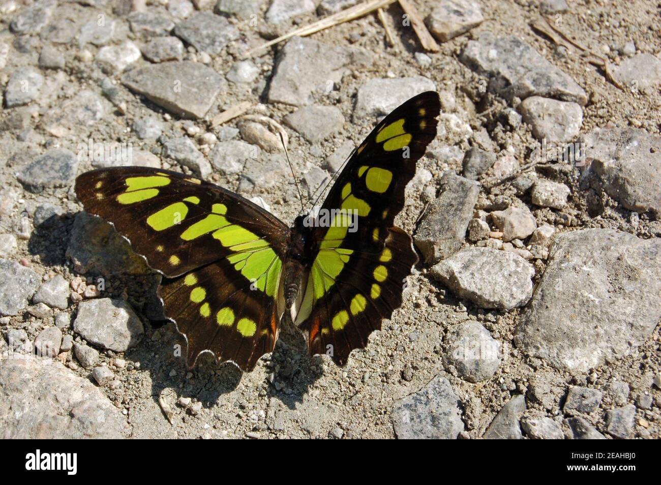 A beautiful green and black Malachite butterfly (Siproeta stelenes) sunbathing on a stony path in Cuba, Caribbean. Stock Photo