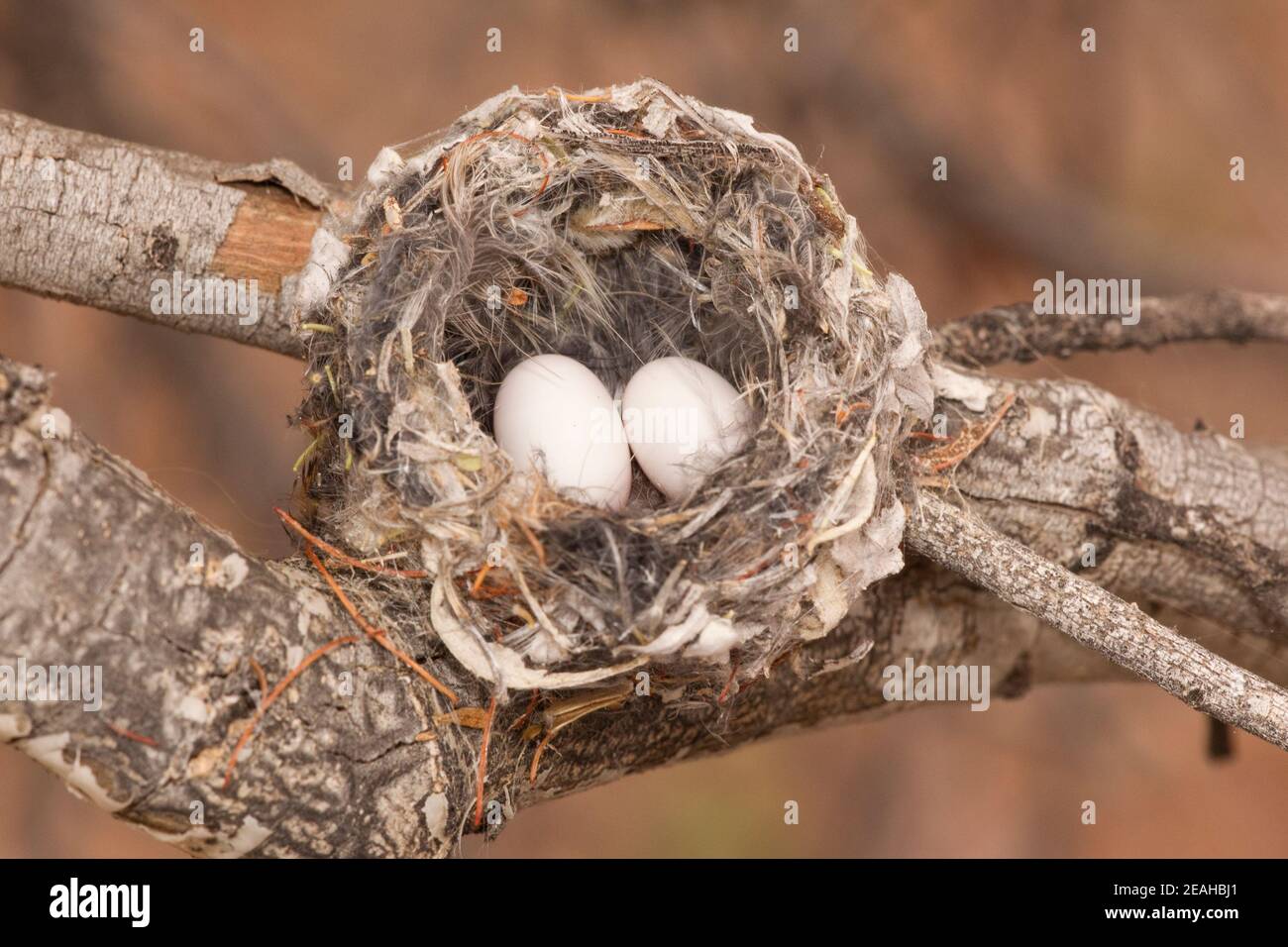 Costa's Hummingbird nest #2, Calypte costae, with two eggs. Stock Photo