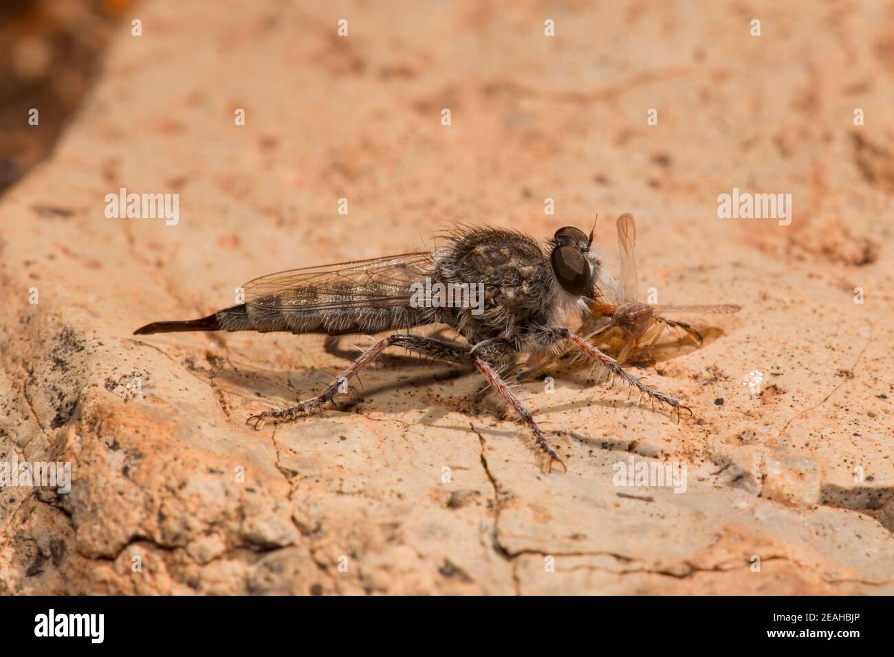 Unidentified Robber Fly female with prey, Efferia sp., Asilidae. Length 16 mm. Stock Photo