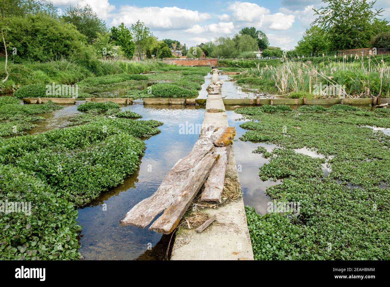 Watercress, Nasturtium officinale, at Ewelme Watercress Beds, Ewelme, Oxfordshire, England, GB, UK Stock Photo