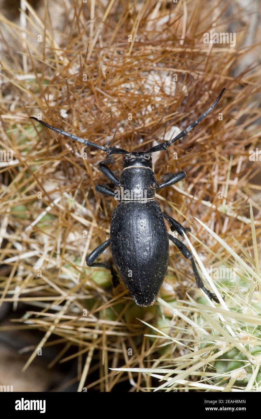 Cactus Longhorned Beetle, Moneilema gigas, Cerambycidae. Stock Photo