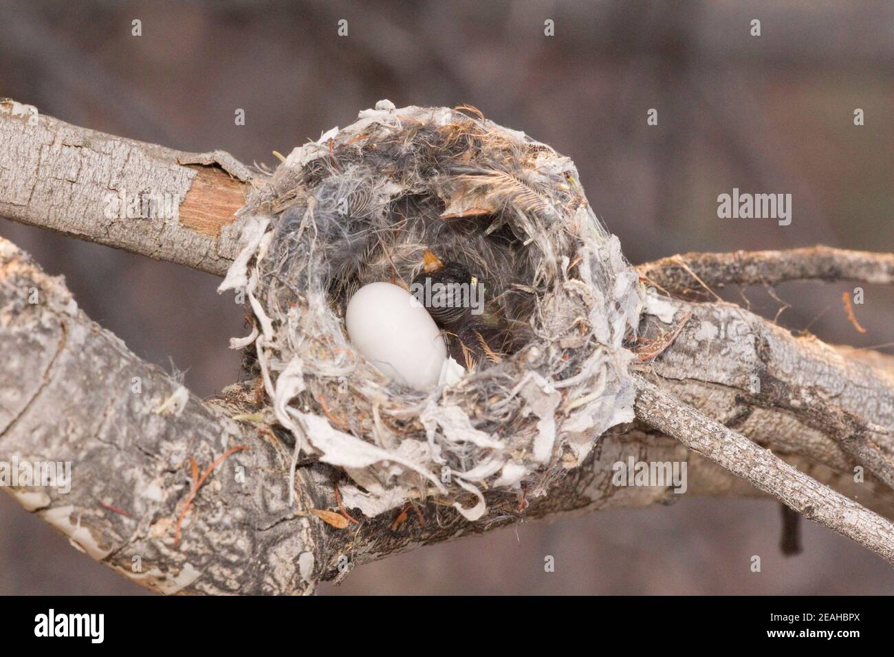 Hummingbird nest egg hires stock photography and images Alamy