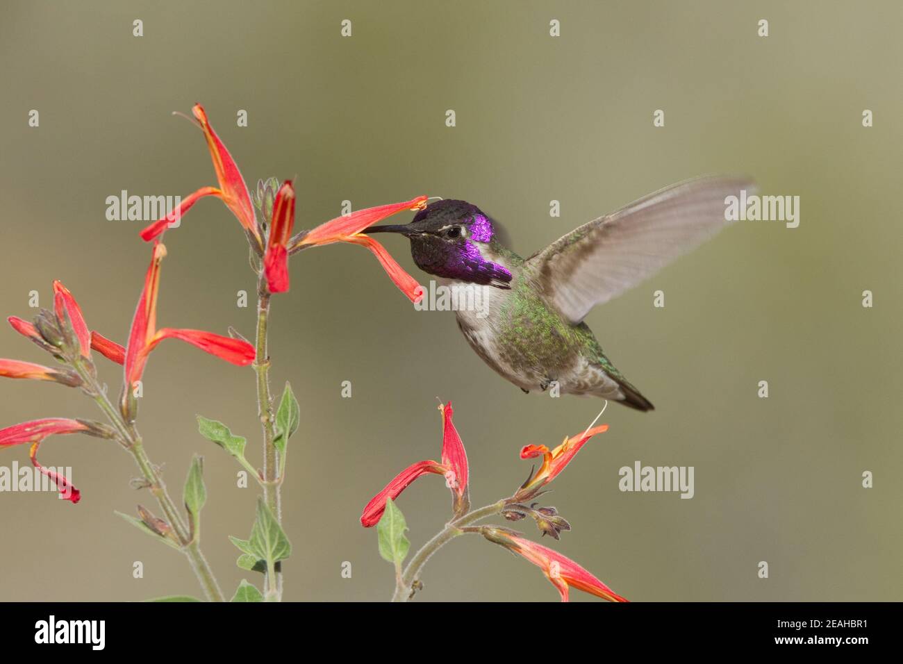Costa's Hummingbird male, Calypte costae, feeding at chuparosa flower, Justicia californica. Stock Photo