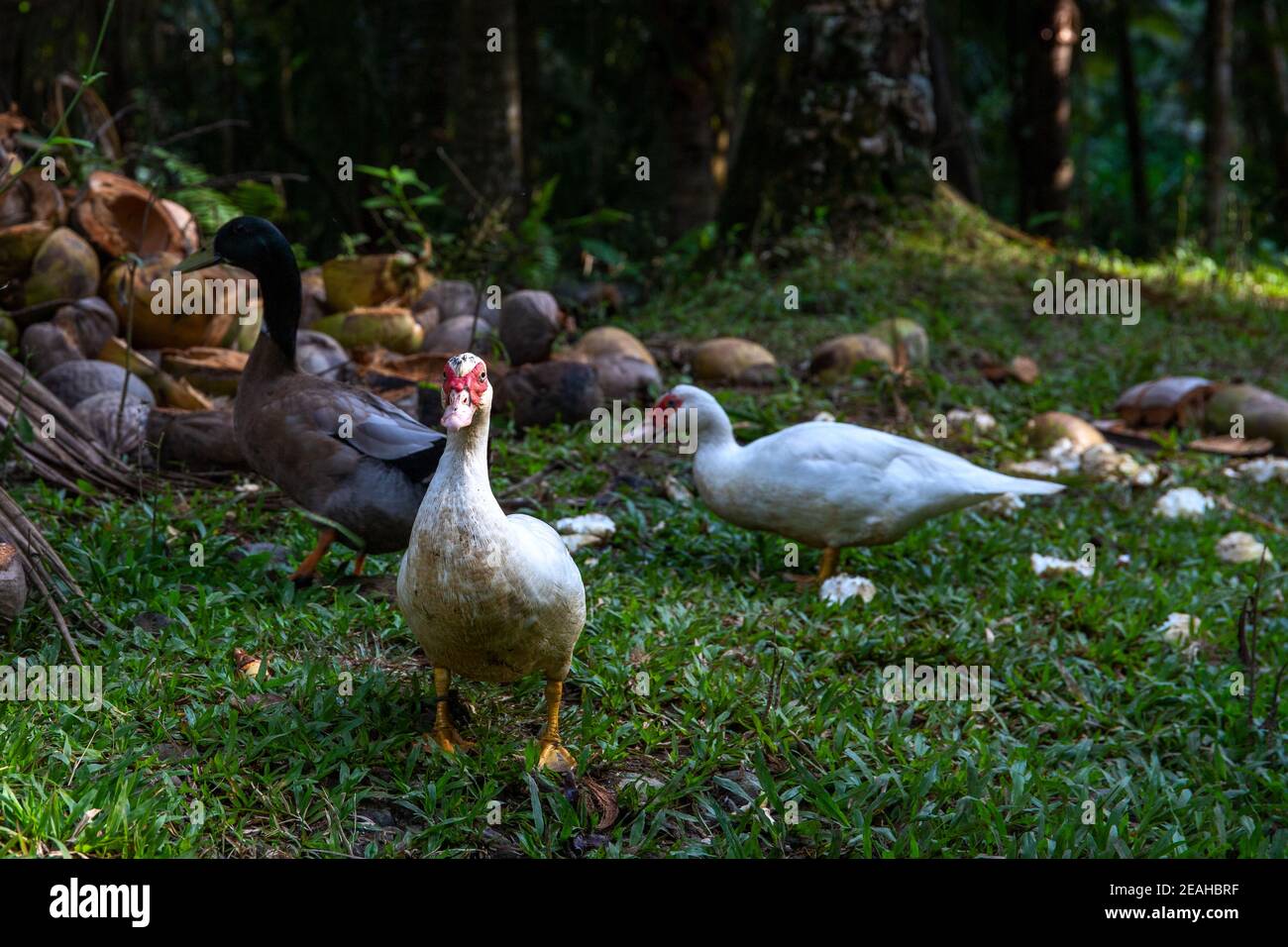 Duck Near Me, Exploring the Fascinating World of Waterbirds
