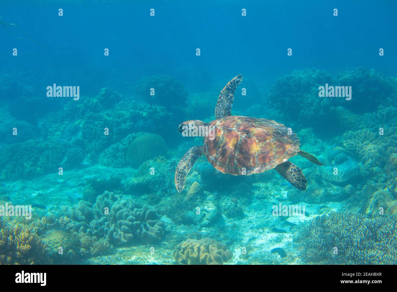 Sea turtle in blue water. Green turtle underwater photo. Wild marine ...