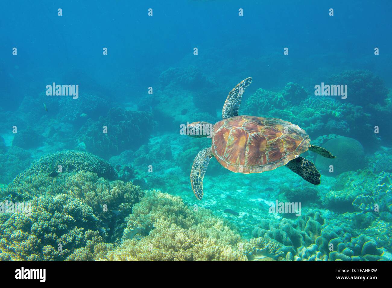 Sea turtle in blue water, underwater coral reef photo. Cute sea turtle in blue water of tropical sea. Green turtle underwater photo. Wild marine anima Stock Photo