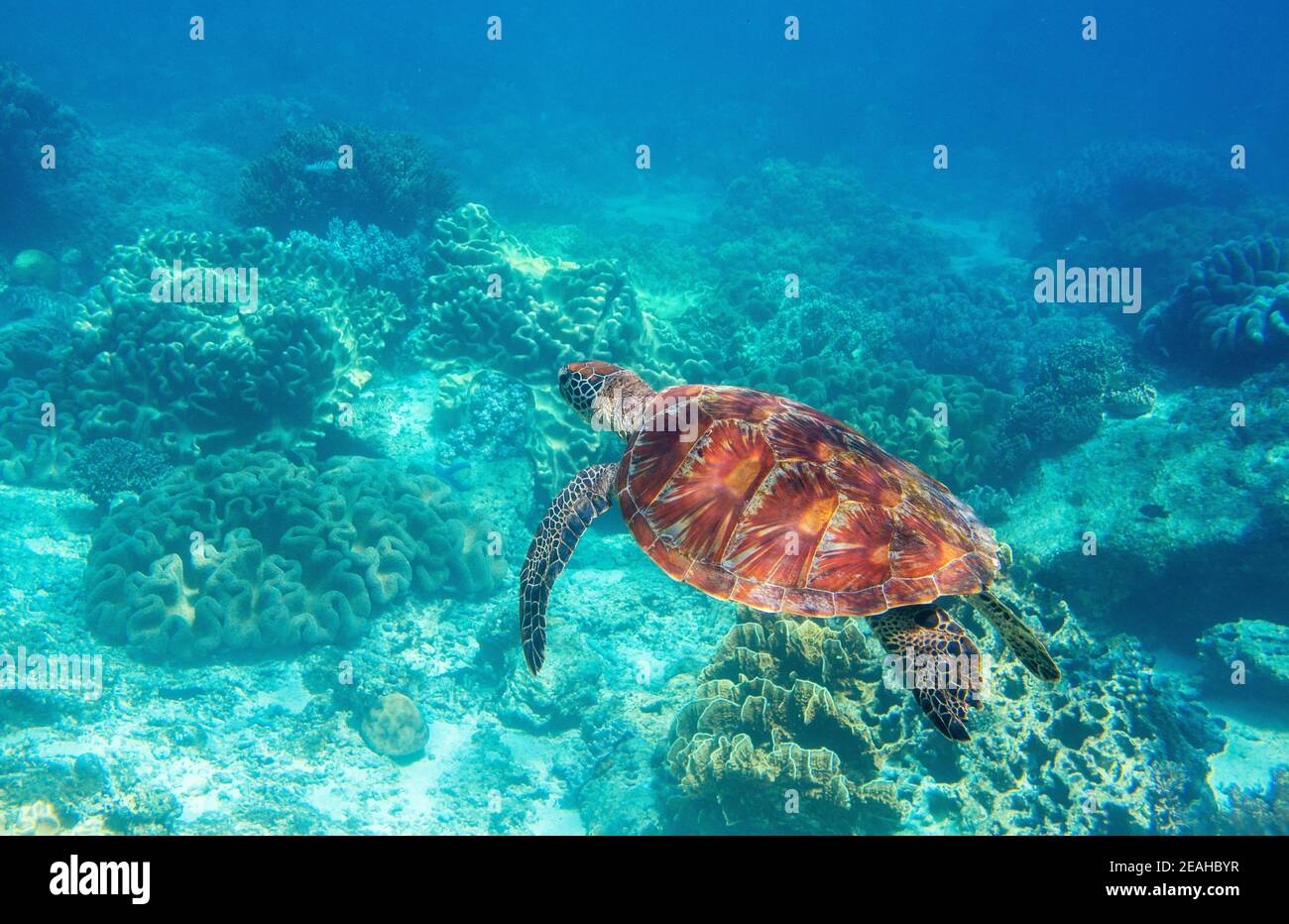 Sea turtle in blue water, underwater wild nature photo. Friendly marine turtle underwater photo. Oceanic animal in wild nature. Summer vacation activi Stock Photo