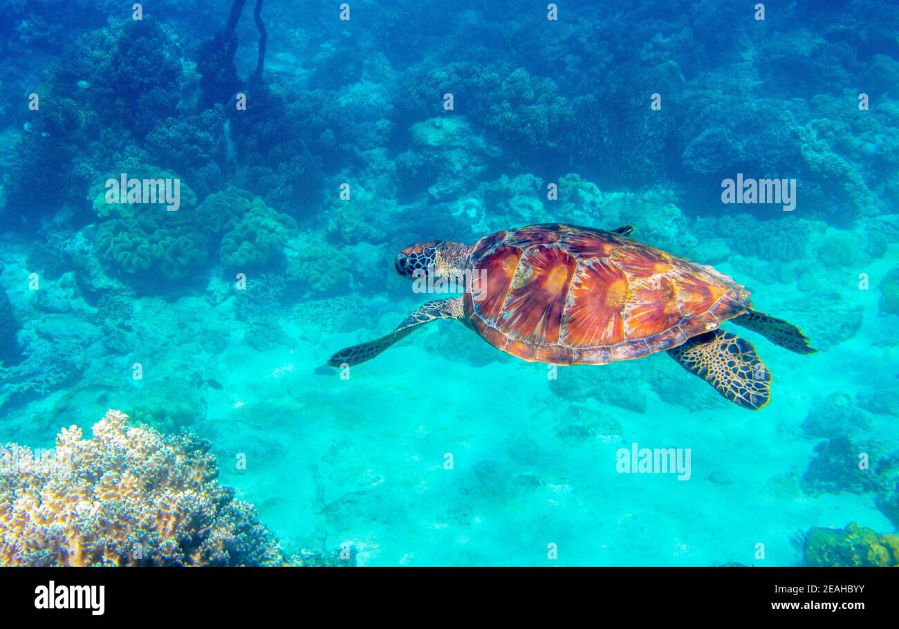 Sea turtle in blue water. Green turtle underwater photo. Wild marine ...