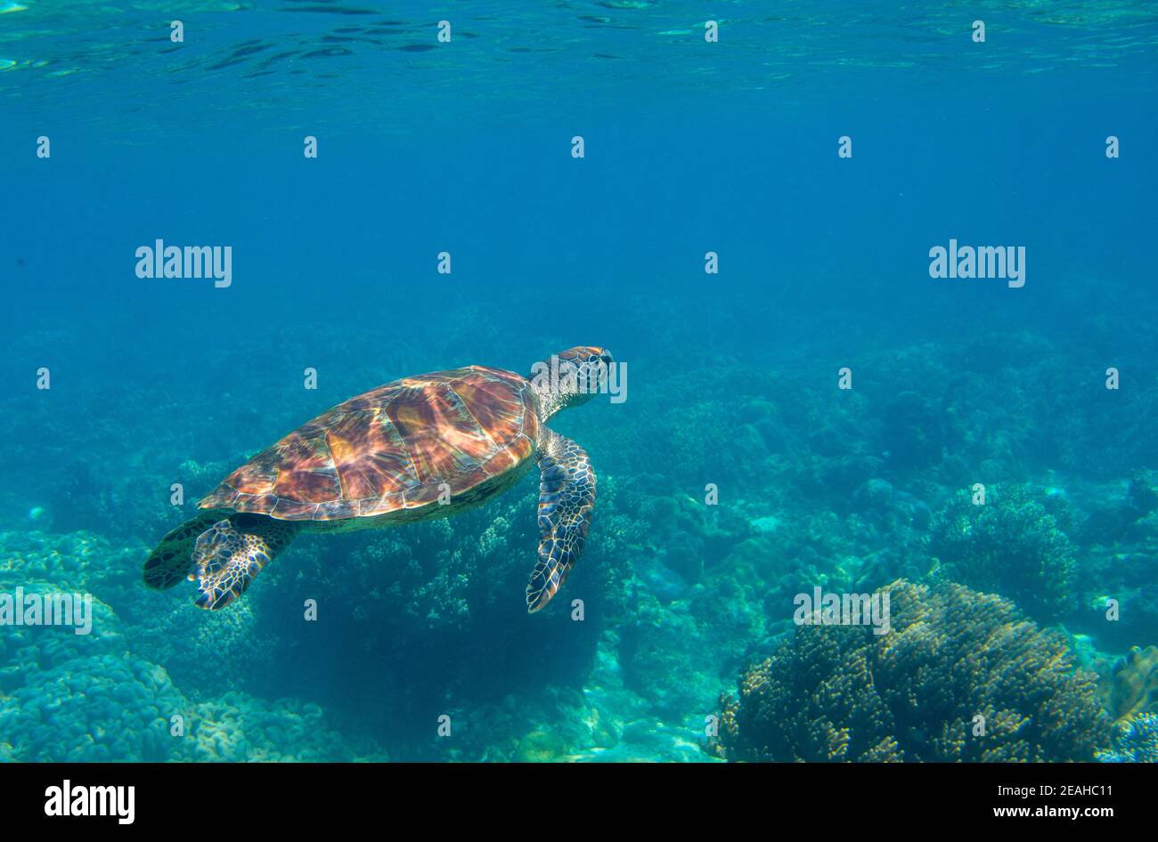 Cute sea turtle in blue water of tropical sea. Green turtle underwater photo. Wild marine animal in natural environment. Endangered species of coral r Stock Photo
