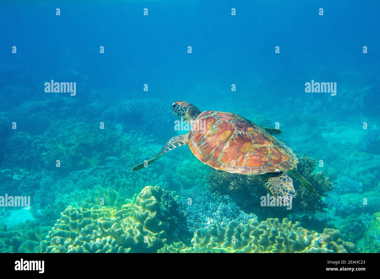 Sea turtle in blue water, underwater wild nature photo. Friendly marine ...