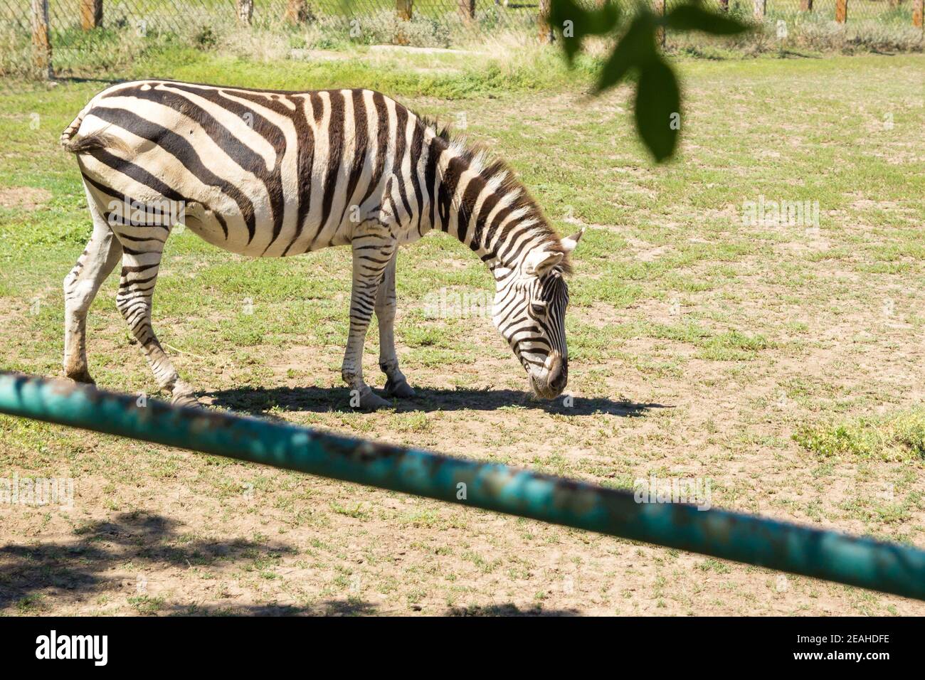 Zebra African herbivore animal grazing on the steppe grass Stock Photo