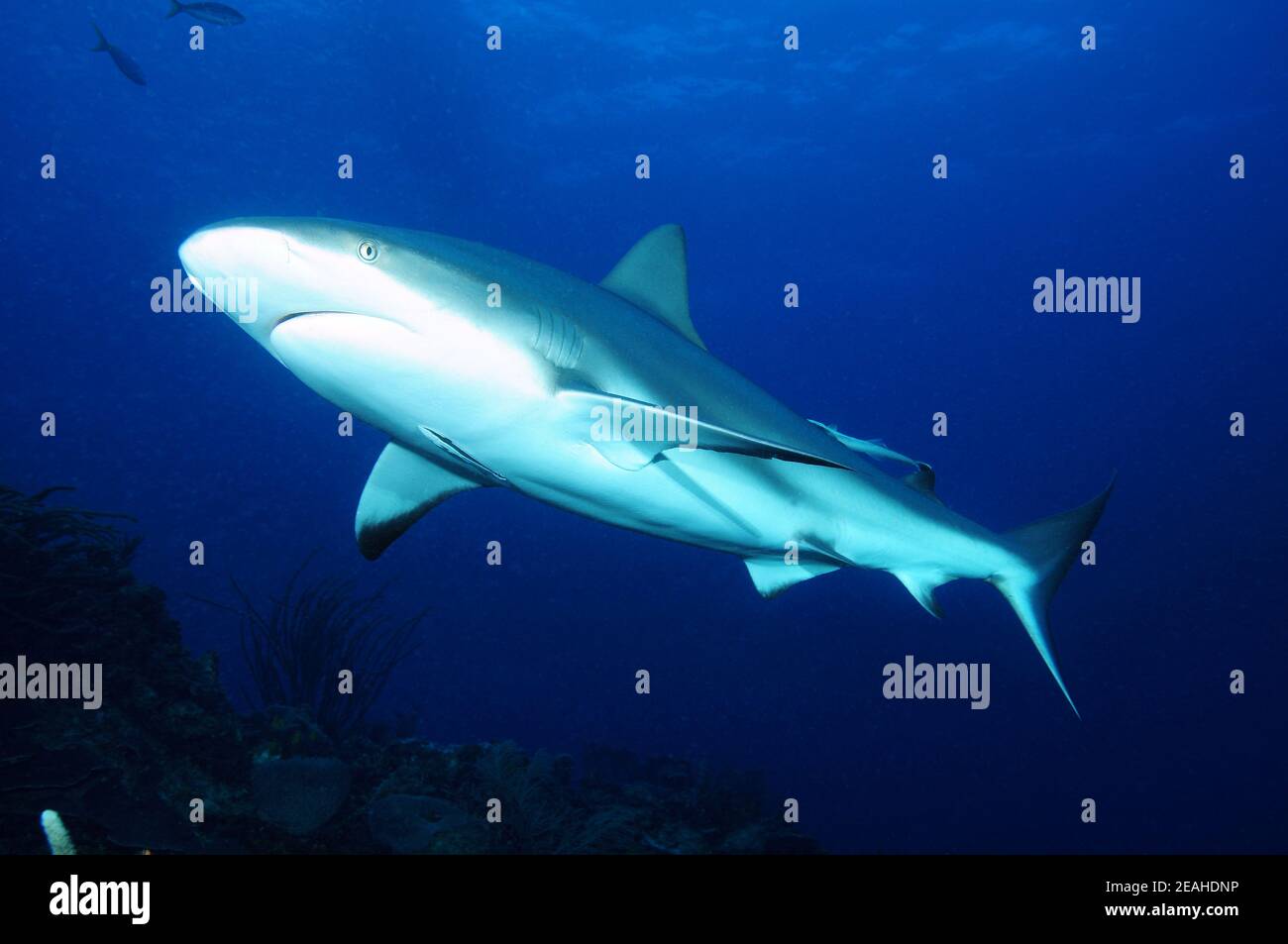 Grey reef shark, Blue corner, Palau. Stock Photo