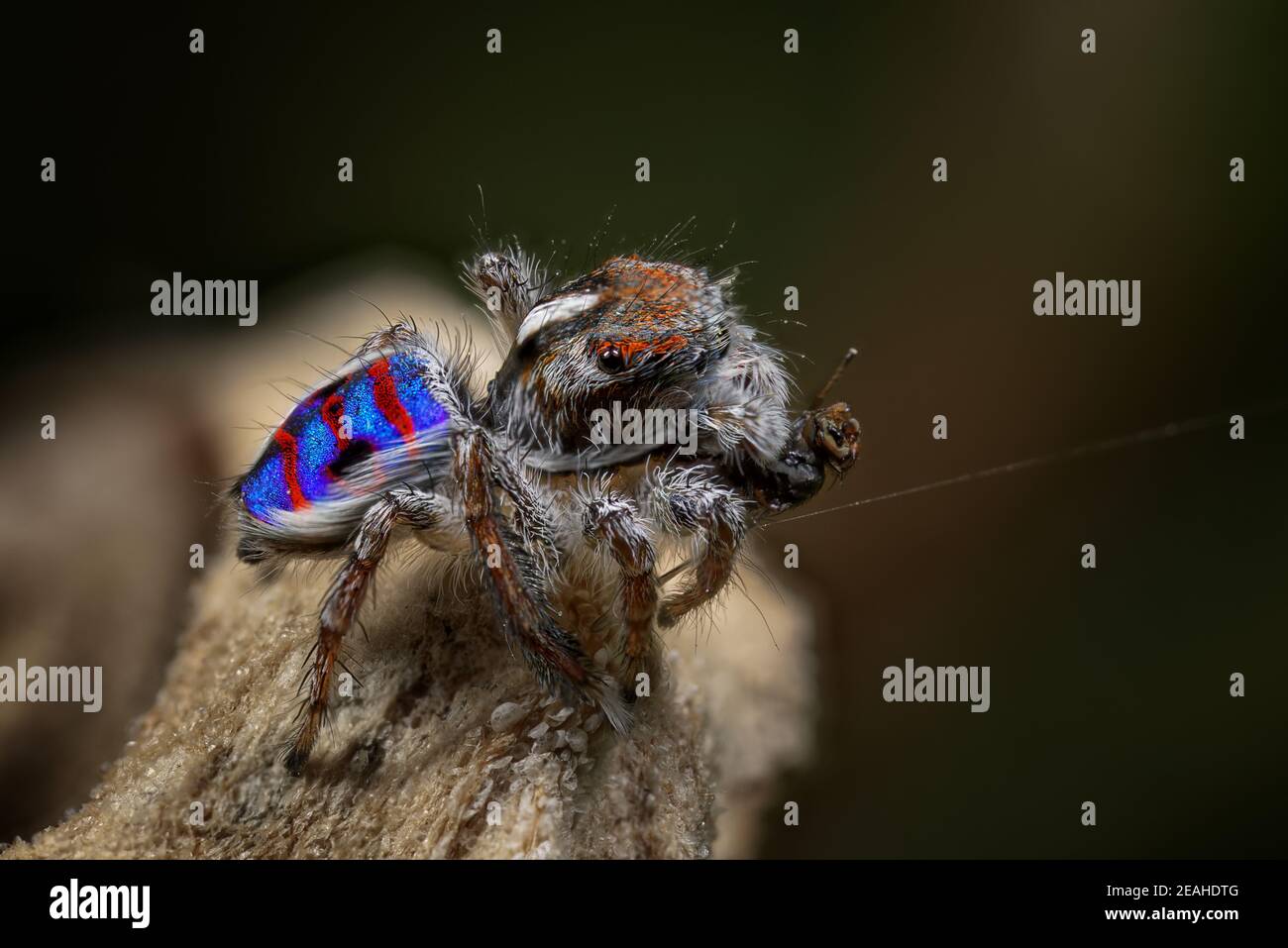 Coastal Peacock spider - Maratus speciosus, Western Australia Stock Photo