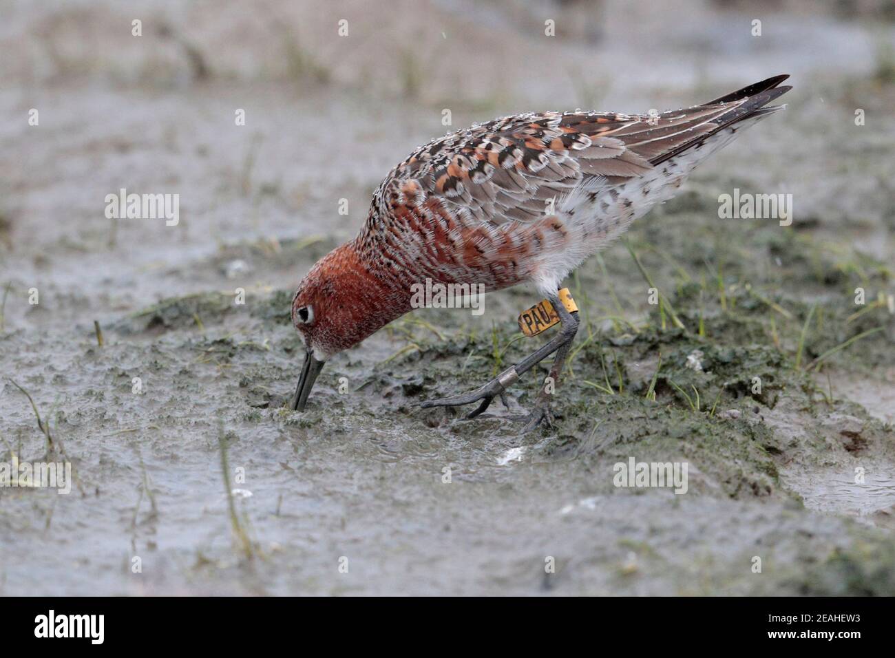 Curlew Sandpiper (Calidris ferruginea), leg-flagged adult in breeding plumage, on tidal mudflat, Mai Po Nature Reserve, Hong Kong 16th April 2019 Stock Photo