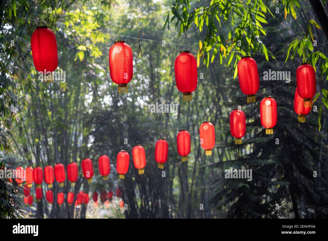 Red chinese lanterns hanging in a park with bamboos in the background ...