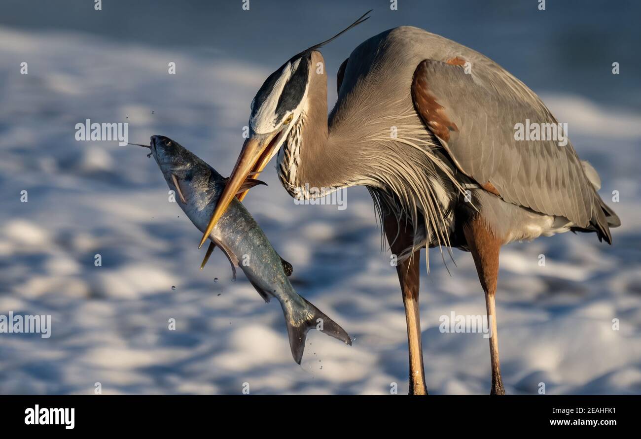 Great blue heron with a fish Stock Photo