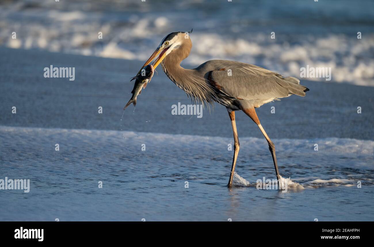 Great blue heron with a fish Stock Photo
