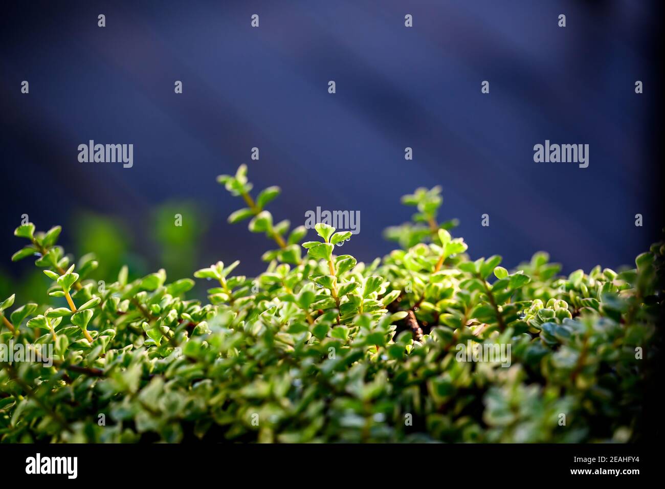 Elephant Bush or African Purslane-tree, Miniature jade plant, dripping stems and leaves. From side view with morning light, side view with blue backgr Stock Photo