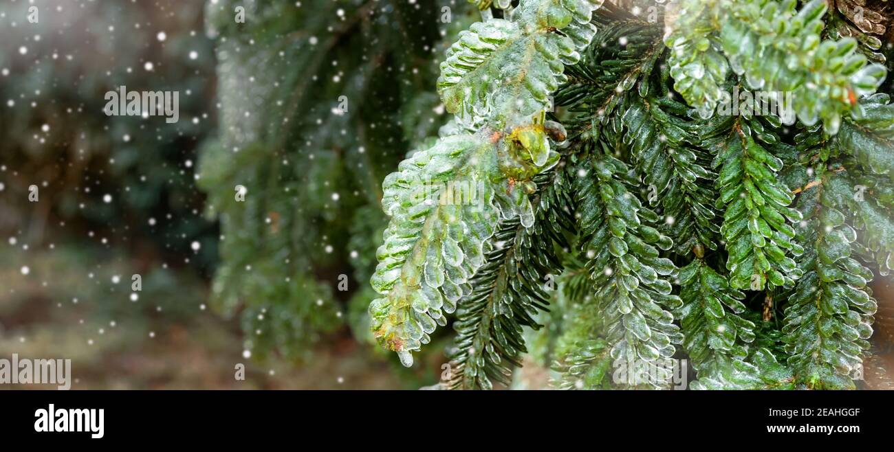 Freezing rain on tree branch Stock Photo Alamy