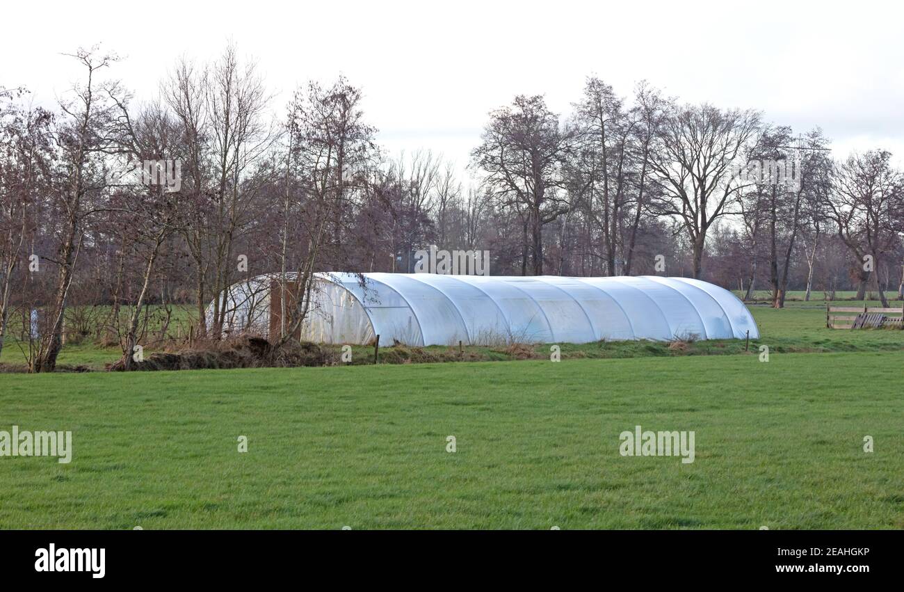 Homemade big plastic arch greenhouse in pasture, the Netherlands Stock