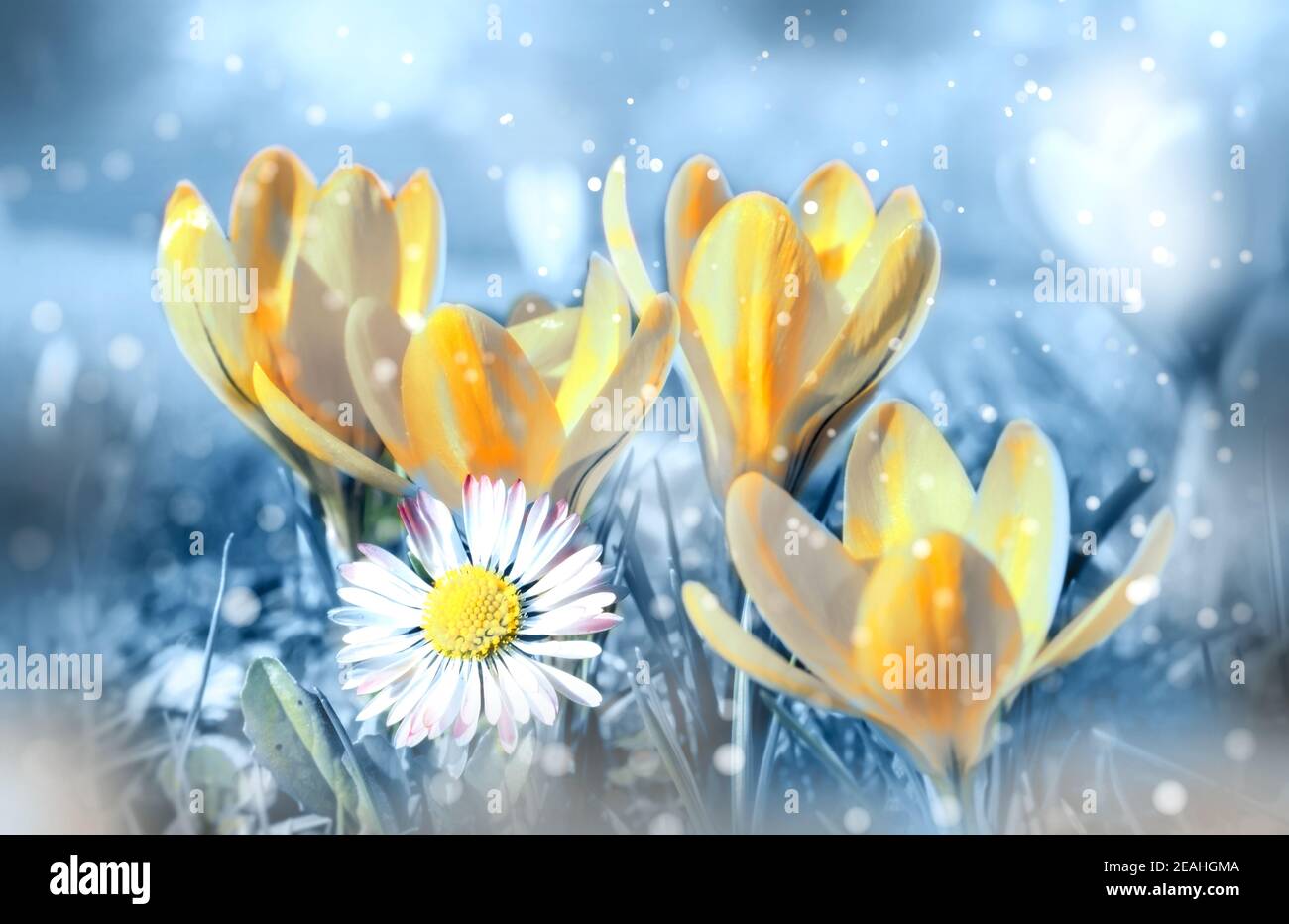 Beautiful spring flowers in the dreamy meadow toned in delicate yellow and blue pastel colors . Dreamy romantic artistic image of spring Stock Photo