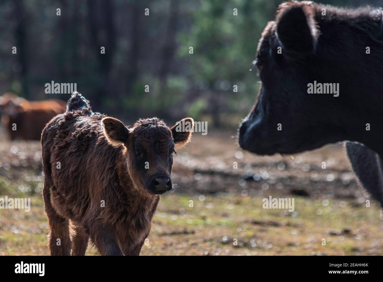 Black Angus calf to the left in focus walking toward its mother  to the right, out-of-focus. Stock Photo