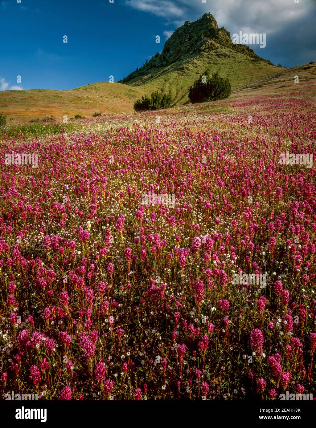 Owls Clover, Kern Valley, Kern County, Sequoia National Forest, Sierra Nevada Mountains, California Stock Photo