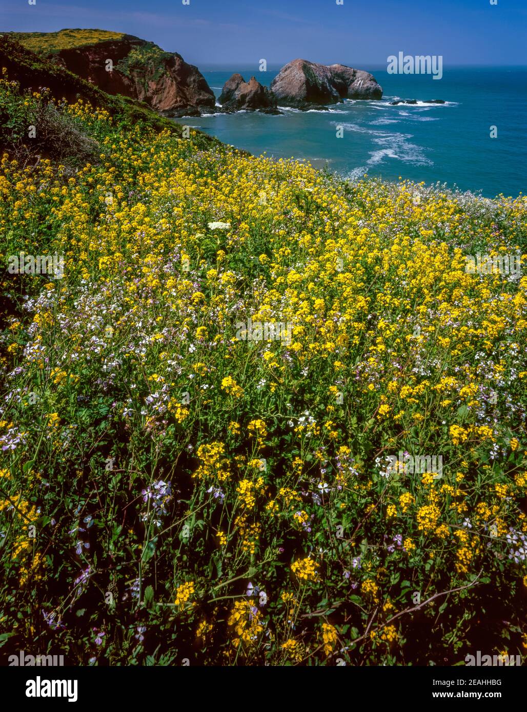 Wild Mustard, Rodeo Cove, Golden Gate National Recreation Area, Marin County, California Stock Photo
