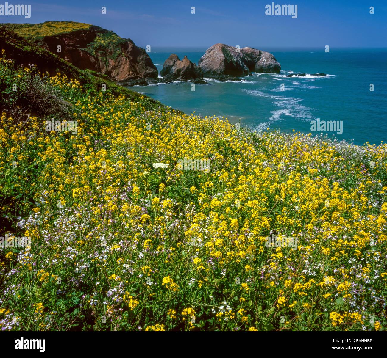 Wild Mustard, Rodeo Cove, Golden Gate National Recreation Area, Marin County, California Stock Photo