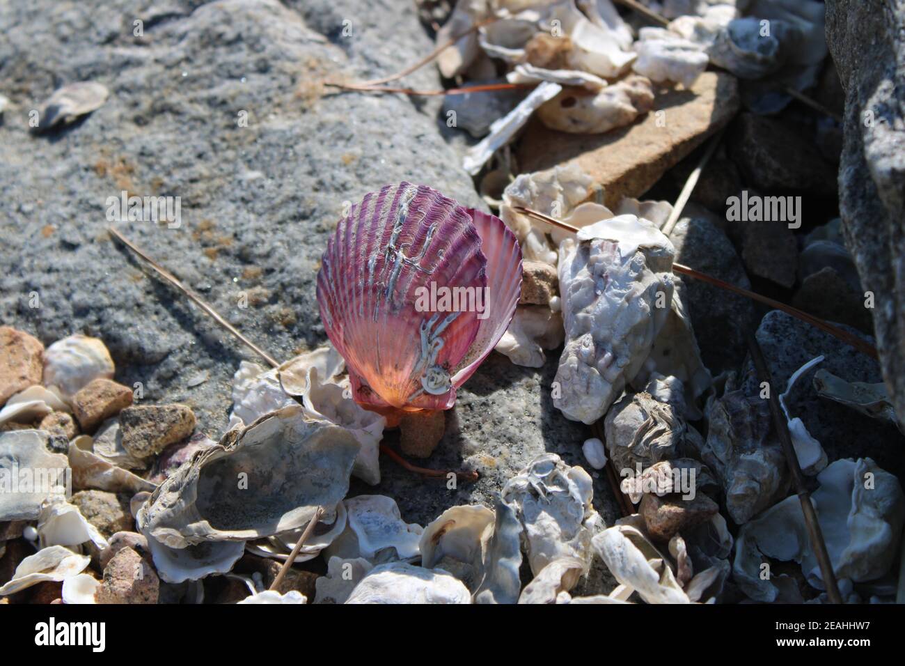 Glowing purple scallop shells on beach in afternoon light Stock Photo