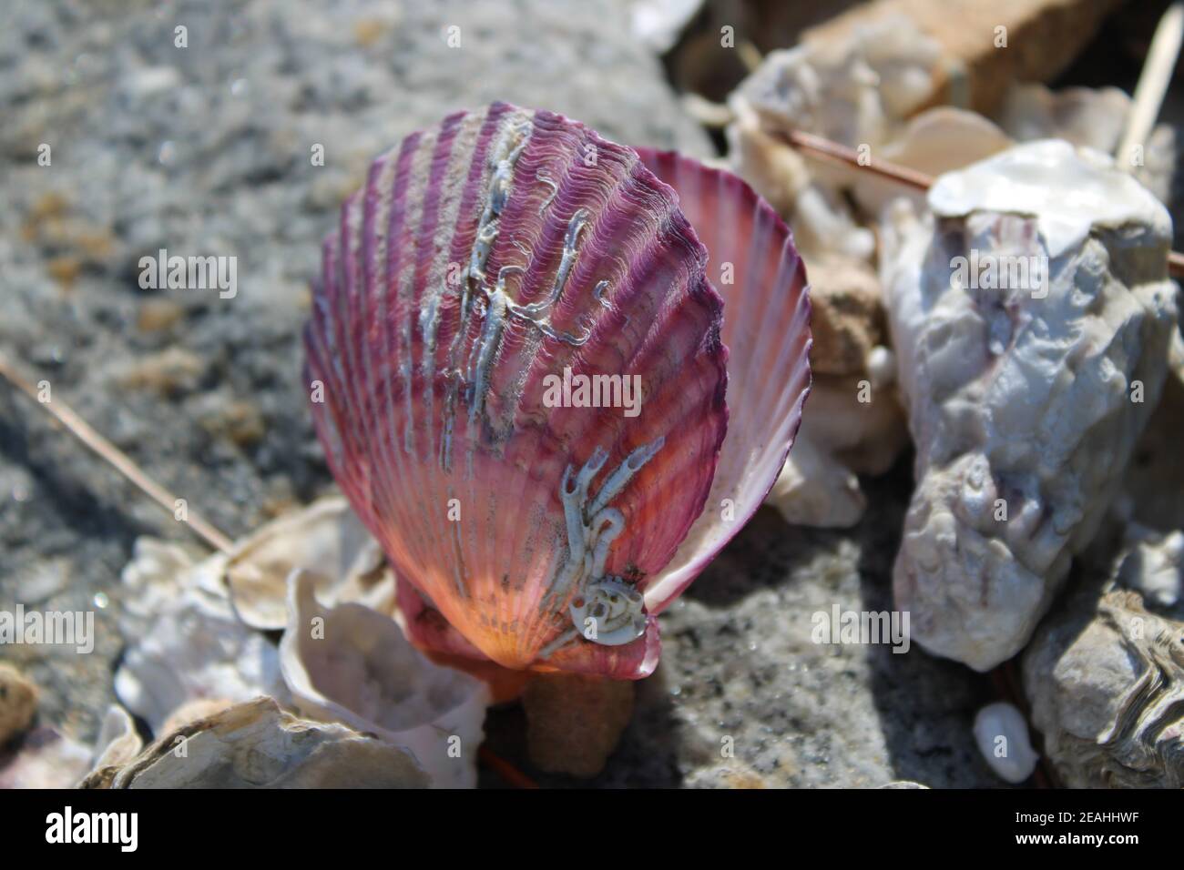 Open scallop shell hi-res stock photography and images - Alamy