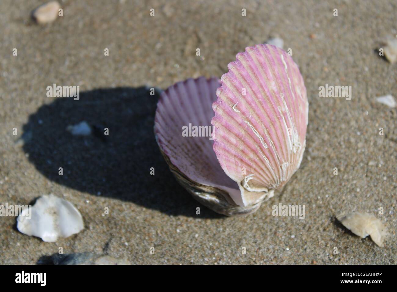 Purple scallop shells casting shadow on sandy beach Stock Photo