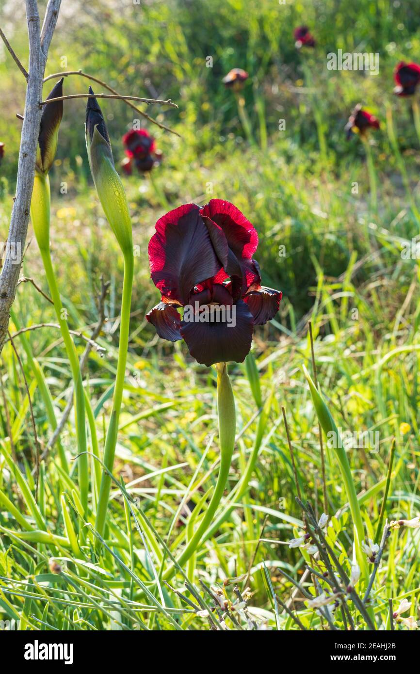 Irus High Resolution Stock Photography and Images - Alamy