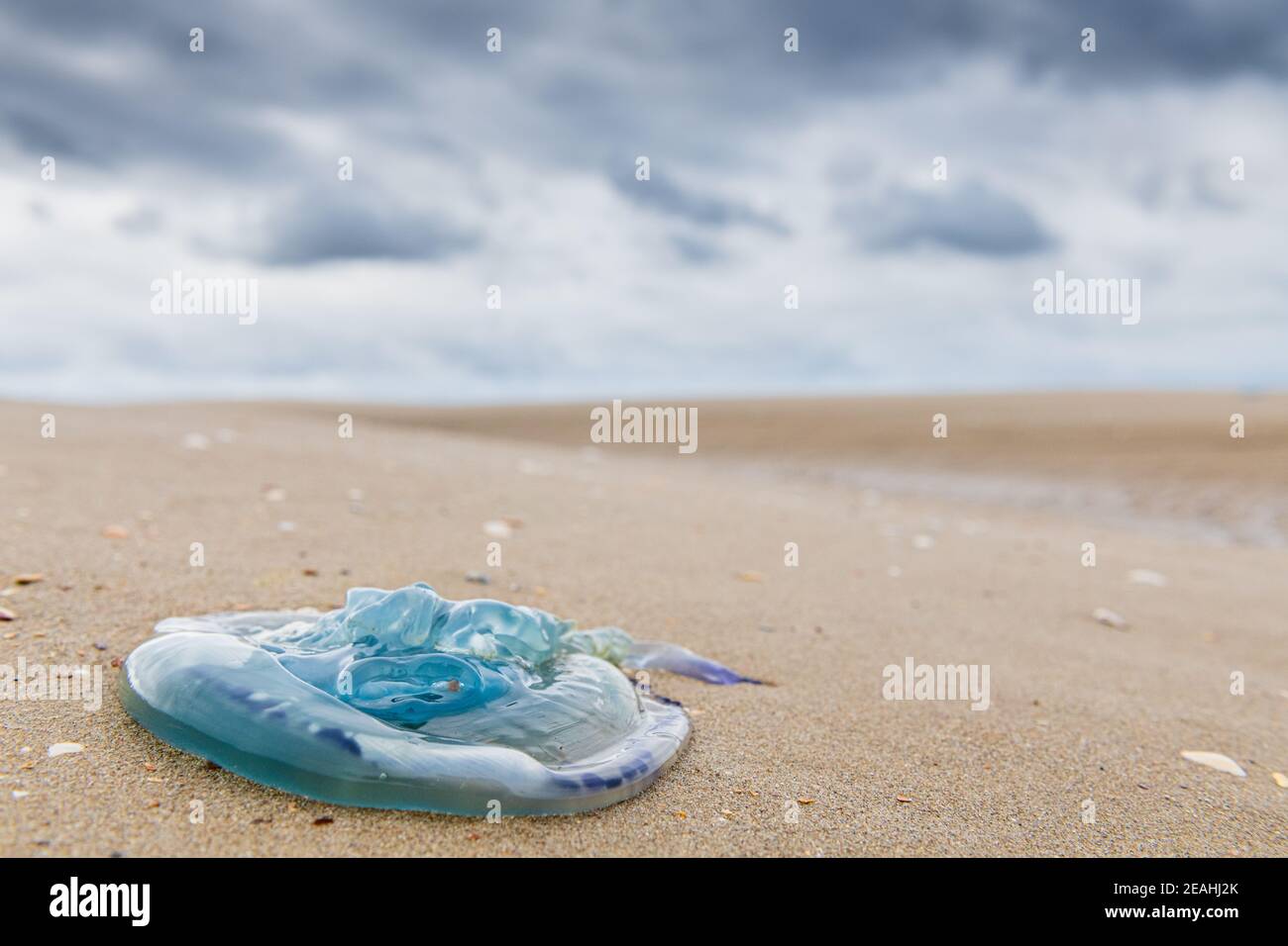 Méduse Aurélie échouée sur une plage, France, Hauts de France, été Stock Photo