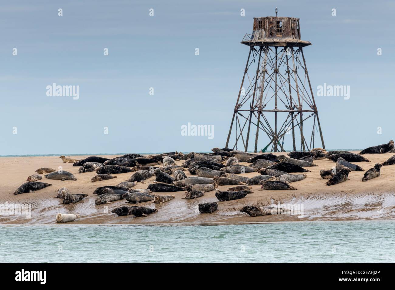 Le phare de Walde et sa colonie de phoques gris∞The Walde lighthouse and its colony of gray seals Stock Photo