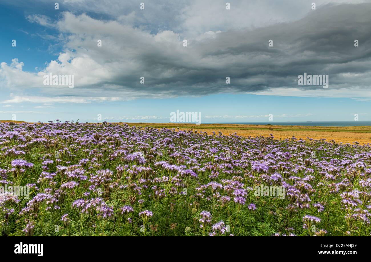 Fleurs de phacélie hi-res stock photography and images - Alamy