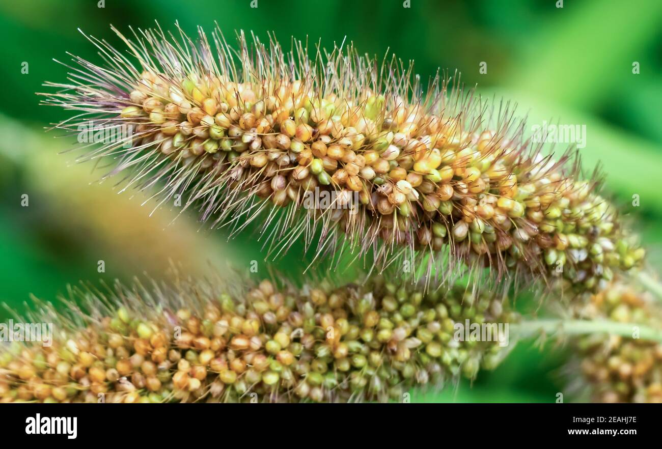 Foxtail millet hires stock photography and images Alamy