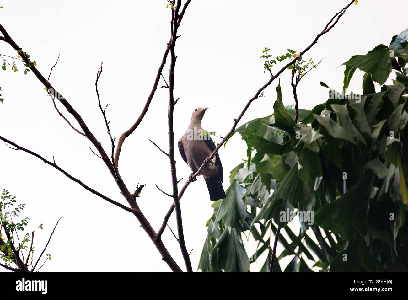 Green Imperial Pigeon (Ducula aenea pusilla). Sri Lanka wintertime Stock Photo
