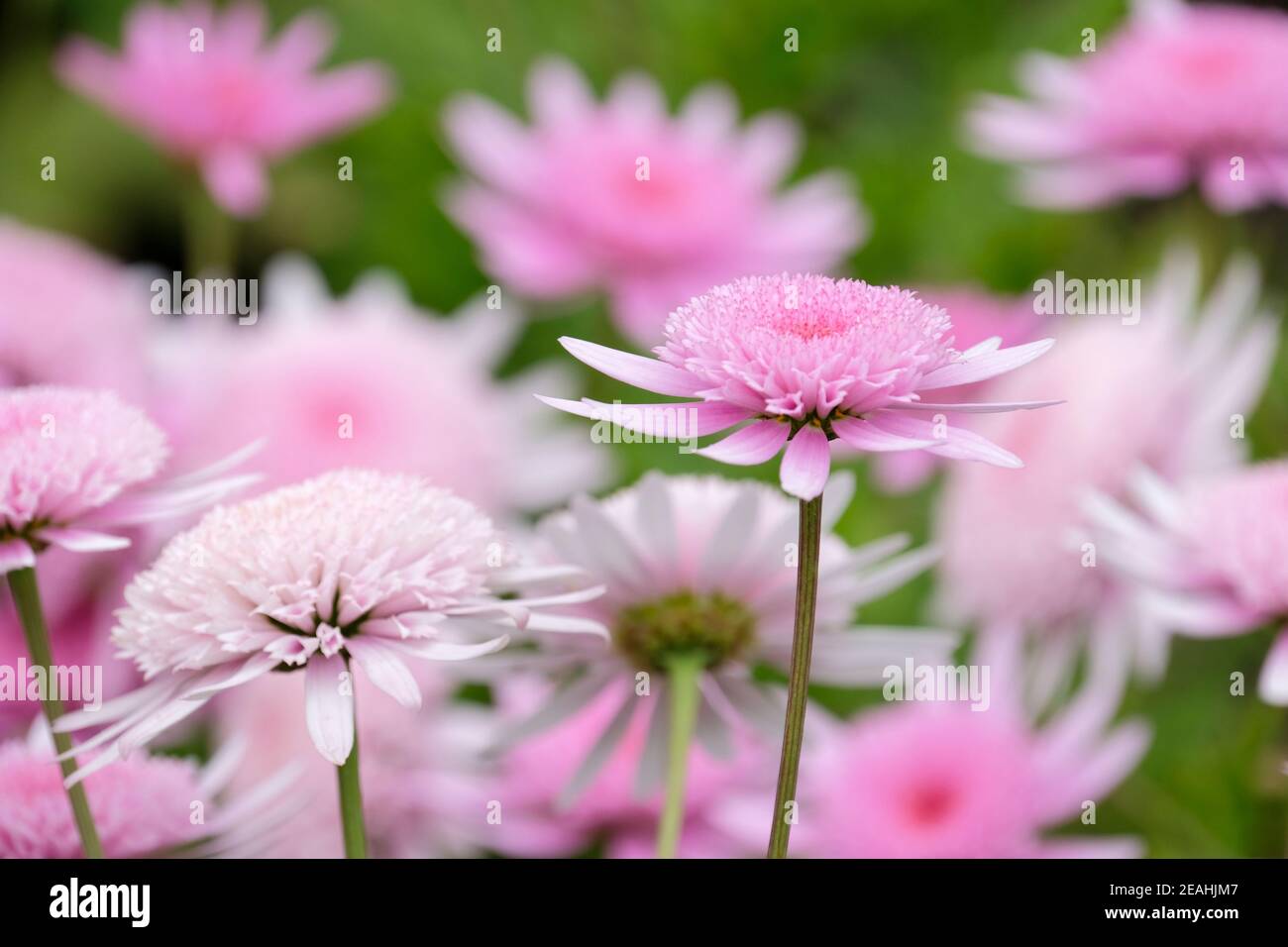 Pink flowers of Argyranthemum 'Vancouver'. Argyranthemum frutescens 'Vancouver'. Argyranthemum Marguerite 'Vancouver' Stock Photo