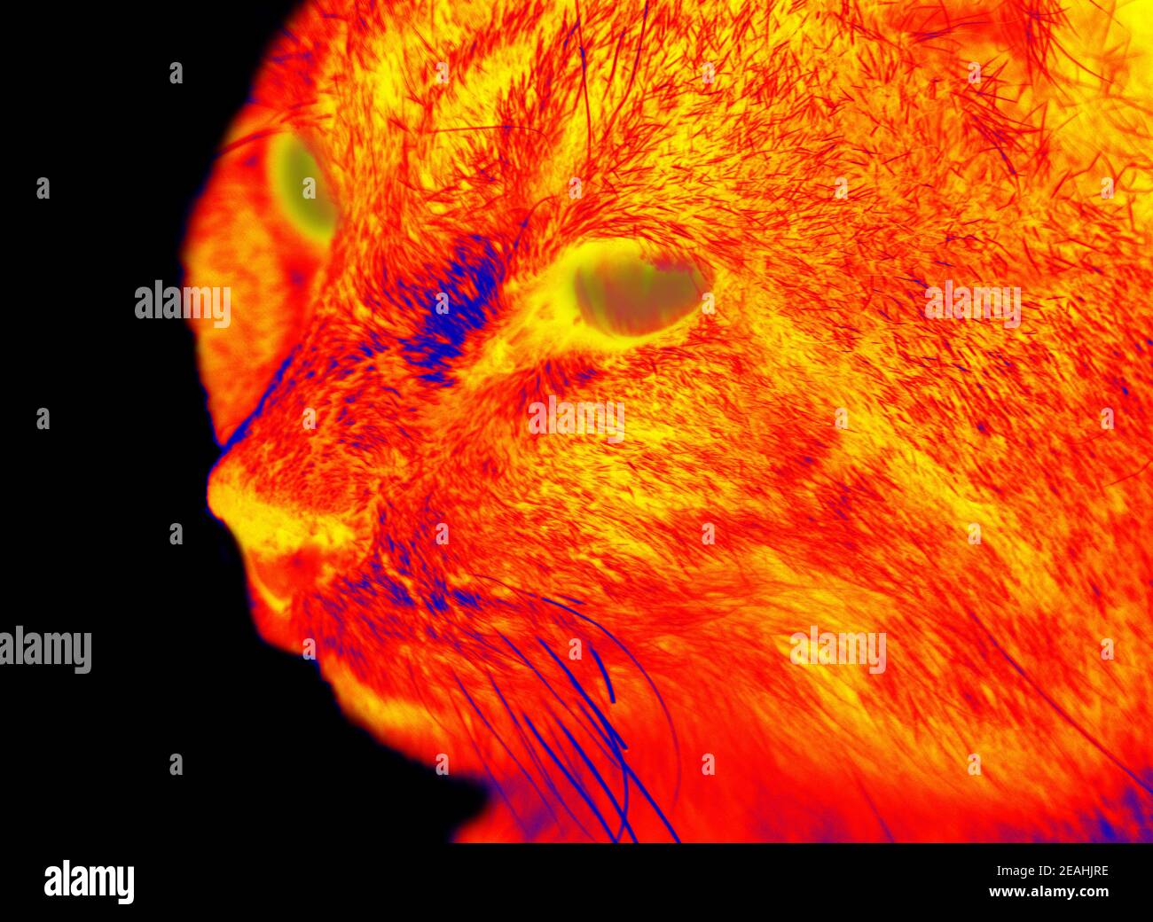 Wild stray cat in scientific high-tech thermal imager on black background isolated Stock Photo
