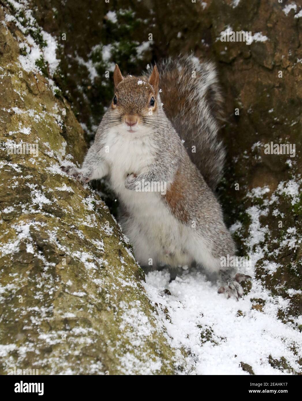 London, UK. 09th Feb, 2021. A squirrel seen at St James' Park during a snowfall.London has been experiencing snow as the Storm Darcy hits the city. Credit: SOPA Images Limited/Alamy Live News Stock Photo