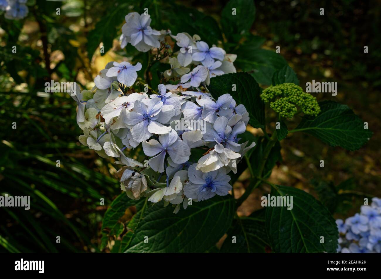 An old fashioned cottage garden plant, the hydrangea in flower. Stock Photo